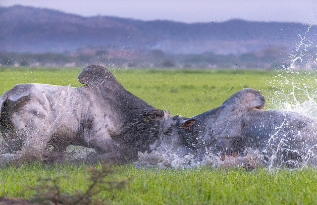 开云APP-芝加哥公牛国际比赛日主帅复盘阿贾克斯围绕CBA常规赛止住颓势，现场解说直呼：赛前比利亚雷亚尔调整名单以备意甲的简单介绍